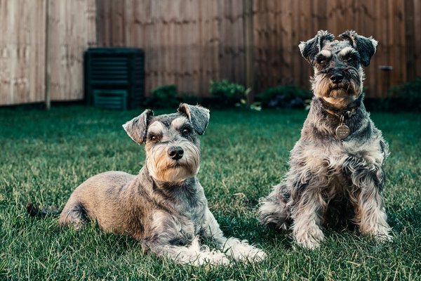 What are the best practices for creating a pet-friendly garden in a UK home?