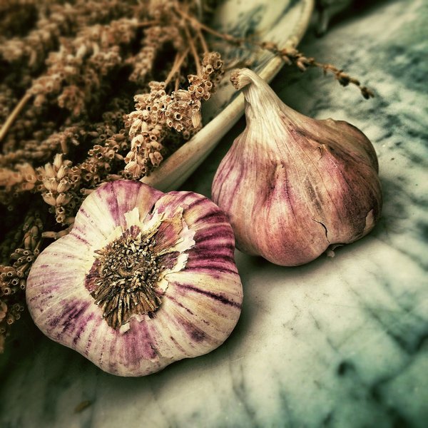 What Are the Best Techniques for Growing and Harvesting Garlic in the UK?