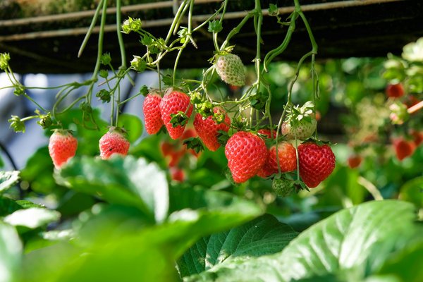What Are the Best Companion Plants for Strawberries in a UK Garden?